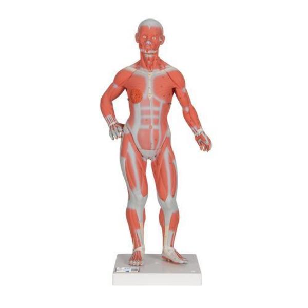 3B Scientific 1/3 Life-Size Muscle Figure, 2-part - w/ 3B Smart Anatomy 1000212